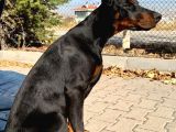 6 Aylık A Secereli Doberman Şampiyon Kan Hattı