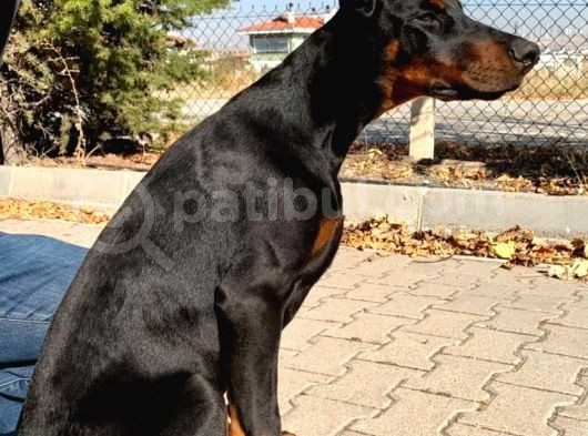 6 Aylık A Secereli Doberman Şampiyon Kan Hattı görsel