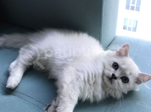Dişi Erkek Beyaz Longhair Mavi Göz 3 Buçuk Aylık görsel