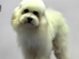 Baby Face Maltipoo Erkek Yavrumuz 2.5 Kg 8 Aylık