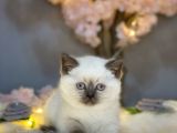 Show Kali̇te Panda Surat Bri̇ti̇sh Shorthai̇r Blue Poi̇nt