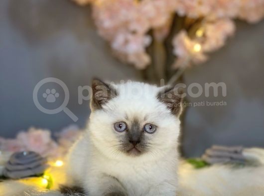 Show Kali̇te Panda Surat Bri̇ti̇sh Shorthai̇r Blue Poi̇nt görsel