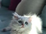 Dişi Erkek Beyaz Longhair Mavi Göz 3 Buçuk Aylık