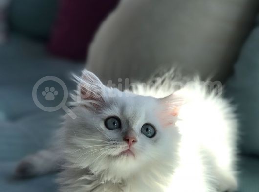 Dişi Erkek Beyaz Longhair Mavi Göz 3 Buçuk Aylık görsel