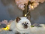 Show Kali̇te Panda Surat Bri̇ti̇sh Shorthai̇r Blue Poi̇nt