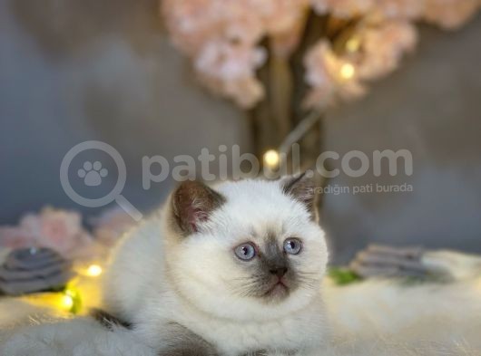 Show Kali̇te Panda Surat Bri̇ti̇sh Shorthai̇r Blue Poi̇nt görsel