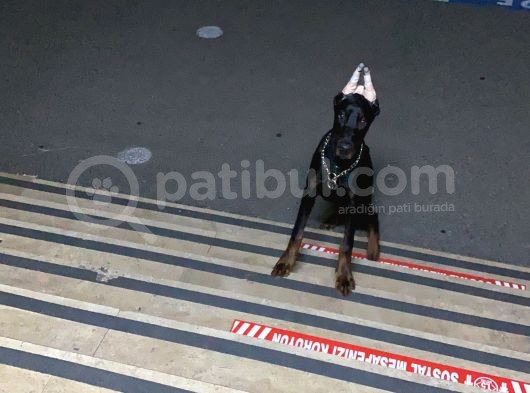 6 Aylık A Secereli Doberman Şampiyon Kan Hattı