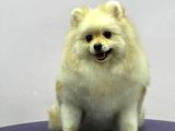 Sevimli Pomeranian Spitz Erkek Yavrumuz