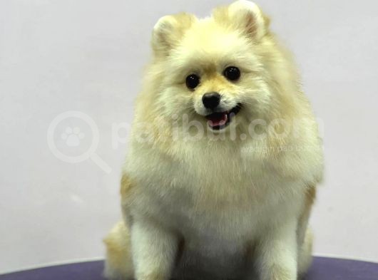 Sevimli Pomeranian Spitz Erkek Yavrumuz görsel