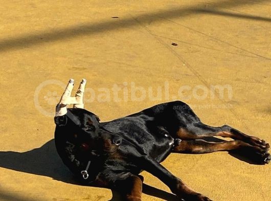 6 Aylık A Secereli Doberman Şampiyon Kan Hattı görsel