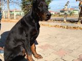 6 Aylık A Secereli Doberman Şampiyon Kan Hattı