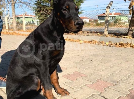 6 Aylık A Secereli Doberman Şampiyon Kan Hattı görsel