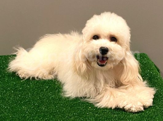 Orjinal Maltipoo Erkek Yavrumuz 2.5 Kg 8 Aylık görsel