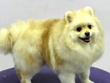 Sevimli Pomeranian Spitz Erkek Yavrumuz