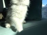 Dişi Erkek Beyaz Longhair Mavi Göz 3 Buçuk Aylık