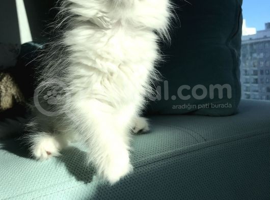Dişi Erkek Beyaz Longhair Mavi Göz 3 Buçuk Aylık görsel