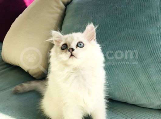 Dişi Erkek Beyaz Longhair Mavi Göz 3 Buçuk Aylık