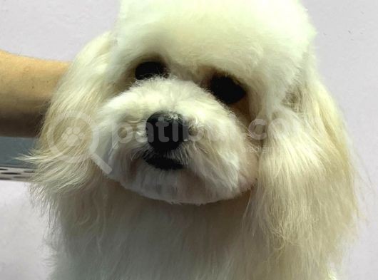 Baby Face Maltipoo Erkek Yavrumuz 2.5 Kg 8 Aylık görsel