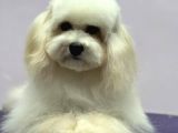 Baby Face Maltipoo Erkek Yavrumuz 2.5 Kg 8 Aylık