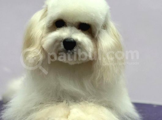 Baby Face Maltipoo Erkek Yavrumuz 2.5 Kg 8 Aylık görsel