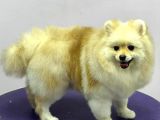 Sevimli Pomeranian Spitz Erkek Yavrumuz