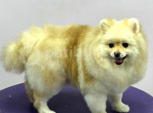 Sevimli Pomeranian Spitz Erkek Yavrumuz görsel