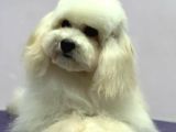 Baby Face Maltipoo Erkek Yavrumuz 2.5 Kg 8 Aylık
