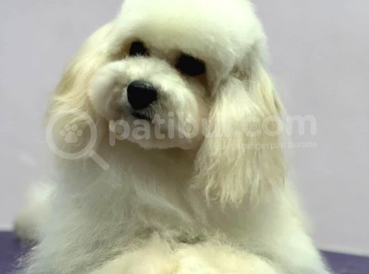 Baby Face Maltipoo Erkek Yavrumuz 2.5 Kg 8 Aylık görsel