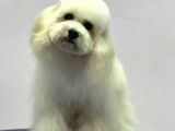Baby Face Maltipoo Erkek Yavrumuz 2.5 Kg 8 Aylık