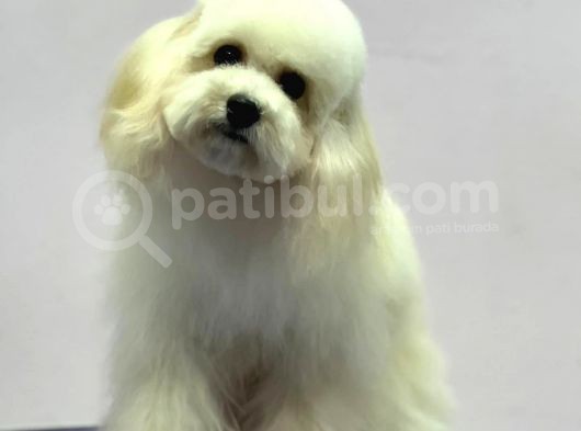Baby Face Maltipoo Erkek Yavrumuz 2.5 Kg 8 Aylık