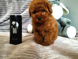 Irk Ve Sağlık Garantili  Toy Poodle Yavrulari
