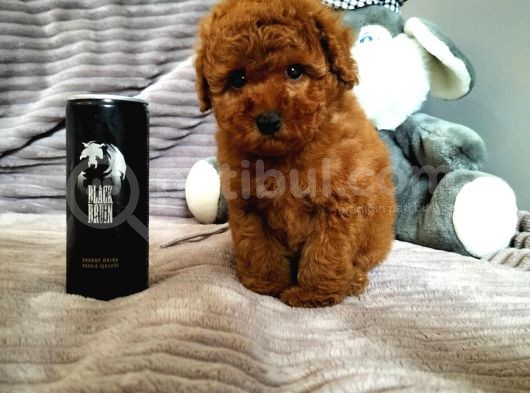 Irk Ve Sağlık Garantili  Toy Poodle Yavrulari görsel