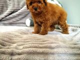 Irk Ve Sağlık Garantili  Toy Poodle Yavrulari