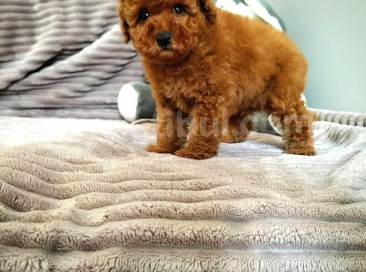 Irk Ve Sağlık Garantili  Toy Poodle Yavrulari görsel