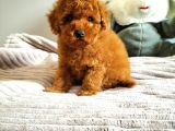 Irk Ve Sağlık Garantili  Toy Poodle Yavrulari