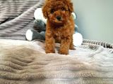 Irk Ve Sağlık Garantili  Toy Poodle Yavrulari