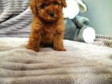 Irk Ve Sağlık Garantili  Toy Poodle Yavrulari