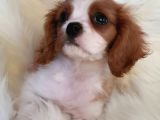 Orijinal Cavalier King Charles Erkek Yavrumuz