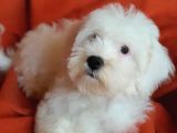 Wc Eğitimli Oyuncu Pamuk Maltipoo Yavrumuz