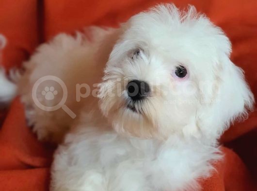 Wc Eğitimli Oyuncu Pamuk Maltipoo Yavrumuz görsel