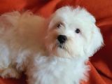 Wc Eğitimli Oyuncu Pamuk Maltipoo Yavrumuz