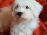 Wc Eğitimli Oyuncu Pamuk Maltipoo Yavrumuz