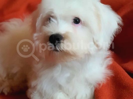 Wc Eğitimli Oyuncu Pamuk Maltipoo Yavrumuz görsel