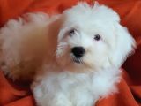 Wc Eğitimli Oyuncu Pamuk Maltipoo Yavrumuz