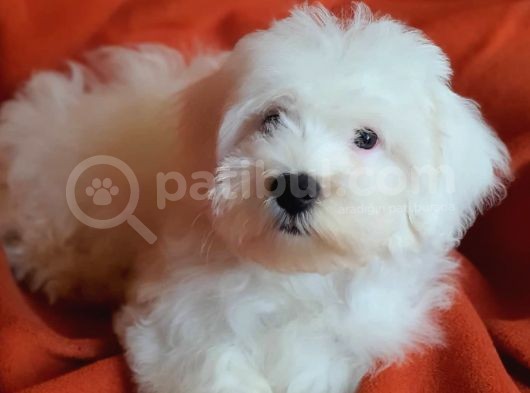 Wc Eğitimli Oyuncu Pamuk Maltipoo Yavrumuz görsel