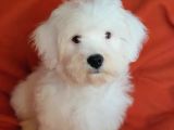 Wc Eğitimli Oyuncu Pamuk Maltipoo Yavrumuz