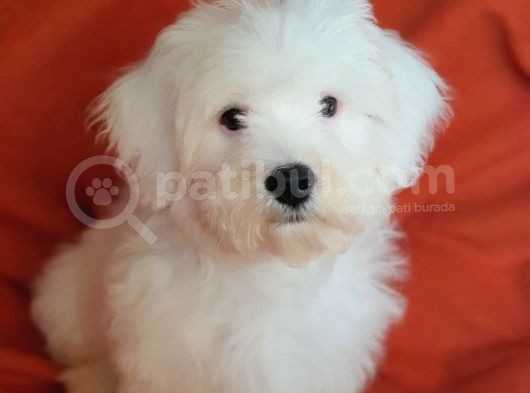 Wc Eğitimli Oyuncu Pamuk Maltipoo Yavrumuz