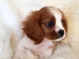 Orijinal Cavalier King Charles Erkek Yavrumuz