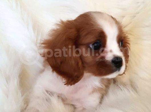 Orijinal Cavalier King Charles Erkek Yavrumuz görsel