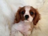 Orijinal Cavalier King Charles Erkek Yavrumuz
